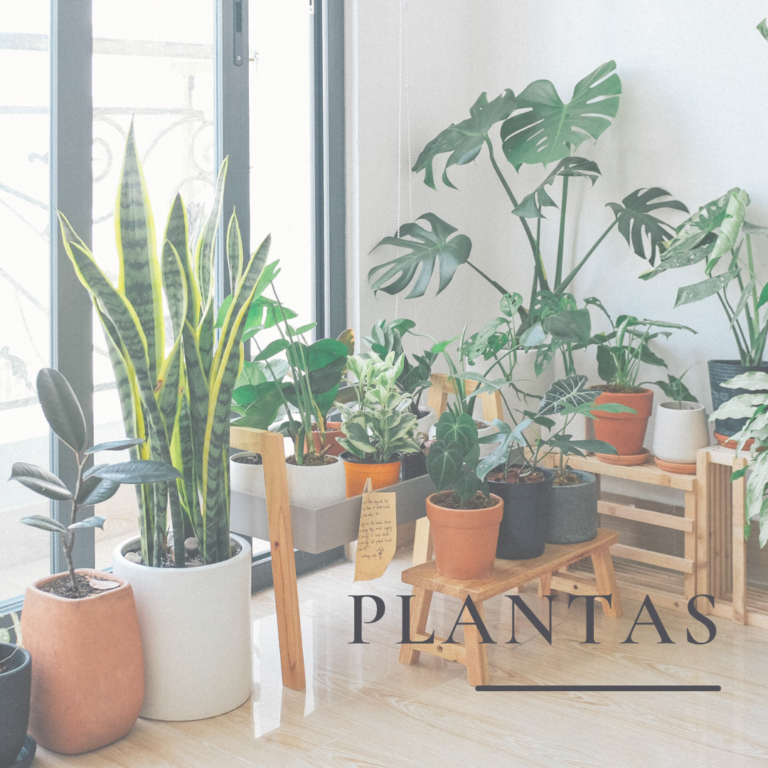 Plantas